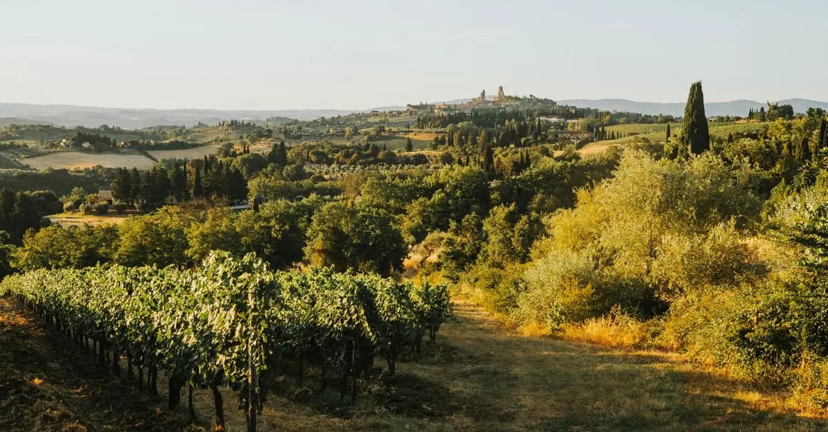 Focus sur les tracteurs spécialisés : viticulture et arboriculture